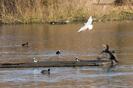 Cormorant, Gull, Lapwings and Coots