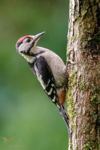Great Spotted Woodpecker (juvenile)