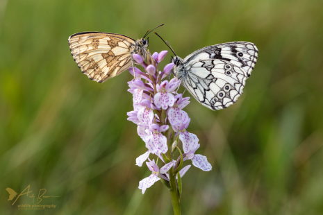Marbled Whites (Explored 5 July 2020)