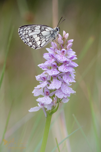Marbled White (male)