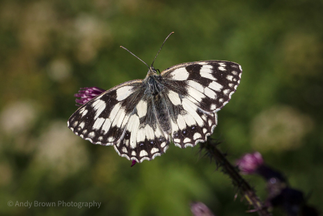 Marbled White (Explored 24 July 2020)