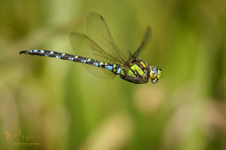 Southern Hawker (Explored 22 September 2020)