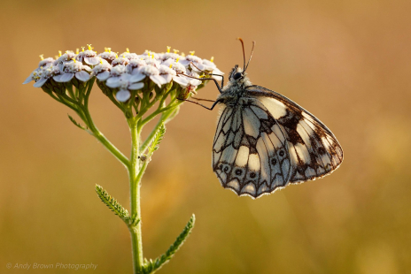Marbled White (in Explore 25 July 2021 & 27 Jan 2022)