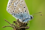 Common Blue (male)