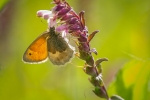Small Heath