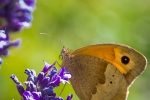 Meadow Brown on Lavender