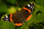 Red Admiral