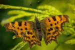 Comma