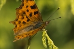 Comma