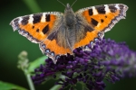 Small Tortoiseshell