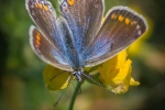Common Blue (Female)