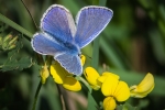 Common Blue