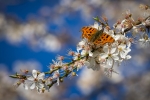 Comma on Blossom