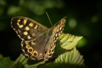 Speckled Wood