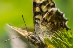 Speckled Wood