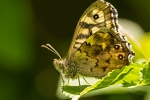 Speckled Wood