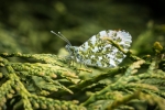 Orange Tip