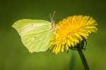 Brimstone on Dandelion