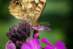 Speckled Wood on Honesty