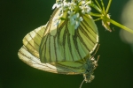 Green-veined Whites