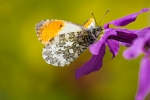 Orange Tip (Male)