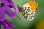 Orange Tip (Male)
