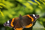 Red Admiral