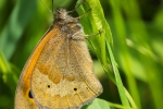 Meadow Brown