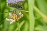 Common Blue male