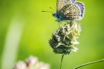 Common Blue male