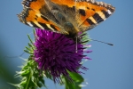 Small Tortoiseshel
