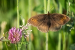 Meadow Brown