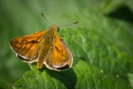 Large Skipper