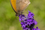 Meadow Brown
