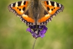 Small Tortoiseshell