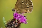 Ringlet