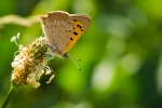 Small Copper