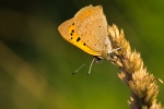 Small Copper