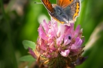 Small Copper