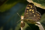Speckled Wood Butterfly