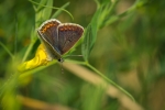 Brown Argus