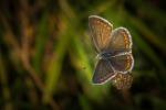 Brown Argus