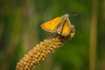 Small Skipper