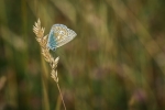 Common Blue