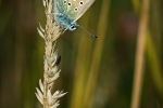 Common Blue (male)