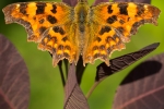 Comma on Smoke Bush