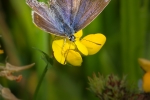 Common Blue (female)