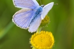 Common Blue