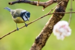 Soggy Blue Tit