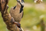 Great Spotted Woodpecker